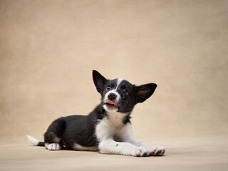 playful puppy on a beige background. one month old border collie in studio. Dog in studio 