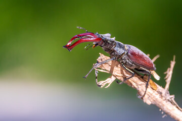 A beautiful male stag beetle in a forest next to Frankfurt at a sunny day in spring.