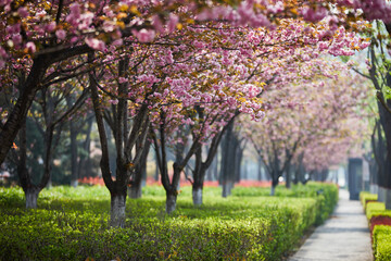 Naklejka premium spring in the park