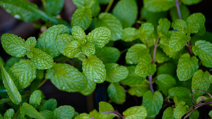 Fresh peppermint trees in organig garden.