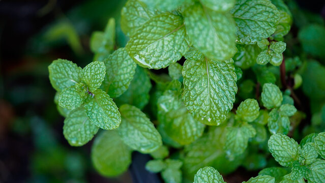 Fresh peppermint trees in organig garden.