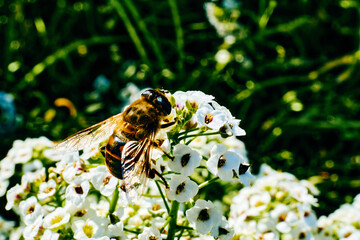 A small worker bee collects honey nectar from white flowers