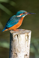 Female common kingfisher sitting on a post at Lakenheath Fen nature reserve in Suffolk, UK