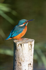 Female common kingfisher sitting on a post at Lakenheath Fen nature reserve in Suffolk, UK