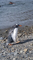 Gentoo penguin (Pygoscelis papua) on the beach on Stromness, South Georgia Island