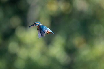 Female common kingfisher hovering/flying over water, against a green background. At Lakenheath Fen nature reserve in Suffolk, UK