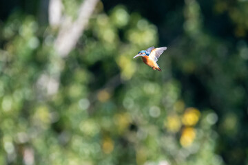 Female common kingfisher hovering/flying over water, against a green background. At Lakenheath Fen...