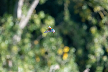 Female common kingfisher hovering/flying over water, against a green background. At Lakenheath Fen...