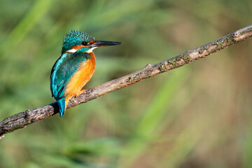 Female common kingfisher sitting in the wind on a perch with ruffled feathers. At Lakenheath Fen nature reserve in Suffolk, UK
