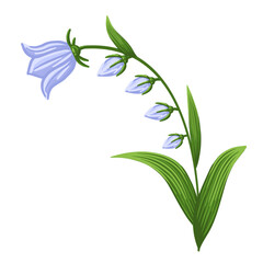 Bluebell flower. Floral design for postcard, poster, ad, decor, fabric and other uses. Vector isolated illustration of harebell flower.