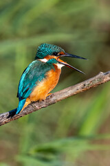 Common kingfisher with squawking with open beak. At Lakenheath Fen nature reserve in Suffolk, UK