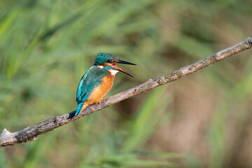 Common kingfisher with squawking with open beak. At Lakenheath Fen nature reserve in Suffolk, UK