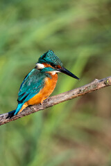 Female common kingfisher sitting in the wind on a perch with ruffled feathers. At Lakenheath Fen nature reserve in Suffolk, UK