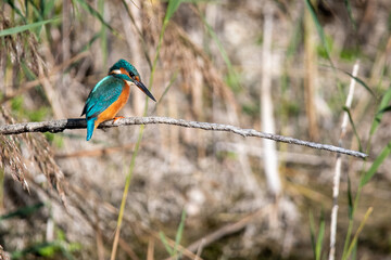 Common kingfisher perched/sitting on a branch, against a background of reeds. At Lakenheath Fen nature reserve in Suffolk, UK