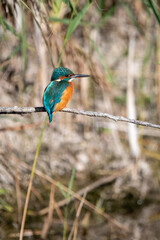 Common kingfisher perched/sitting on a branch, against a background of reeds. At Lakenheath Fen nature reserve in Suffolk, UK