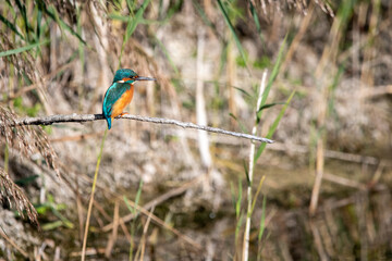 Common kingfisher perched/sitting on a branch, against a background of reeds. At Lakenheath Fen nature reserve in Suffolk, UK