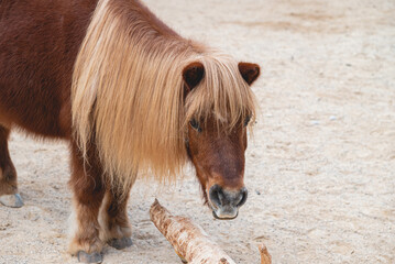 Portrait of gorgeous shetland pony with long yellow mane