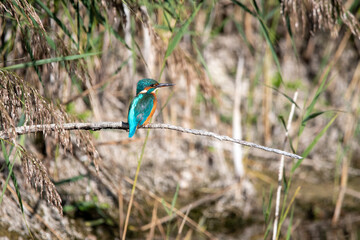 Common kingfisher perched/sitting on a branch, against a background of reeds. At Lakenheath Fen nature reserve in Suffolk, UK