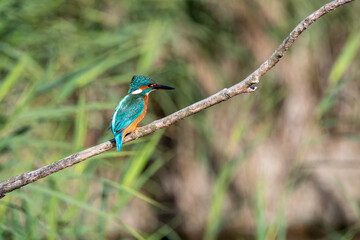 Naklejka premium Female common kingfisher perched on a branch against a green flora background. At Lakenheath Fen nature reserve in Suffolk, UK