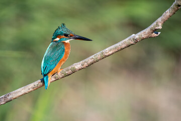 Female common kingfisher sitting in the wind on a perch with ruffled feathers. At Lakenheath Fen nature reserve in Suffolk, UK