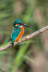 Female common kingfisher perched on a branch against a green flora background. At Lakenheath Fen nature reserve in Suffolk, UK
