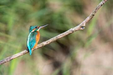 Female common kingfisher perched on a branch against a green flora background. At Lakenheath Fen nature reserve in Suffolk, UK