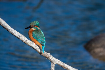 Common kingfisher sitting on a branch, against a blue water background. At Lakenheath Fen nature reserve in Suffolk, UK