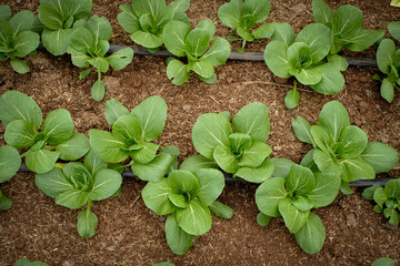 Organic vegetable farm , person planting a seedling, Garden soil ,Dipping water system for plant vegetable.