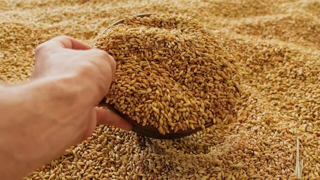 Human hand pouring wheat into a bowl Slow motion