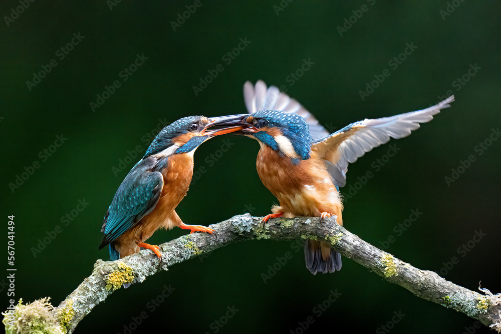 Canvas Prints kingfishers fighting 