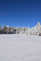 Fototapeta na wymiar A frosty forest under a blue sky, Sainte-Apolline, Québec, Canada