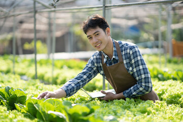 Young farmer pick up fresh hydroponic vegetables in basket and give to customer in farm. Healthy lifestyle concept.