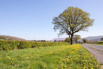 Springtime roadside scenery in Wales.