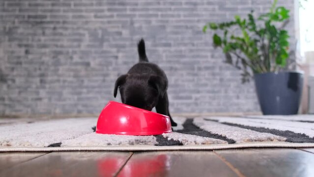 Puppy eating from feeding bowl indoors. Black cute pet pug-dog of breed Petit Brabancon or Belgian Griffon.