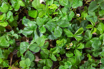Strawberry seedling. Lots of strawberry bushes in pots. Planting strawberries, transplanting seedlings. Spring work in the garden. Gardening concept.