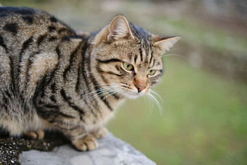 Naklejka na ściany i meble Beautiful stripped cat with a green eyes is sitting on a rock on a green background.
