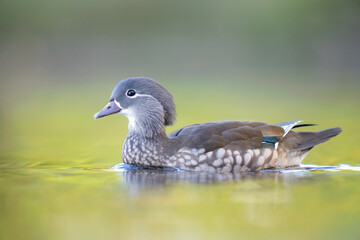 female mandarin duck 