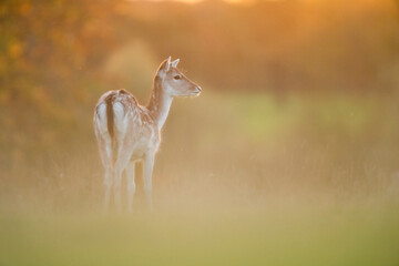 fallow deer in golden light 
