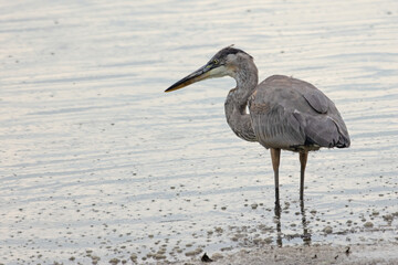 great blue heron hunting fish in a pond at Shiawassee National Wildlife Refuge Saginaw County, Michigan