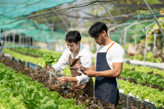 Attractive Agriculturists Harvesting Green Oak And Lettuce Together At Green House Farm. Asian Farmers Work In Vegetables Hydroponic Farm With Happiness..