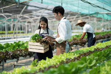 Attractive agriculturists harvesting green oak and lettuce together at green house farm. Asian farmers work in vegetables hydroponic farm with happiness..