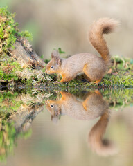 Naklejka na ściany i meble red squirrel reflection 