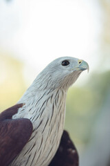 Close up of a Red-tailed hawk