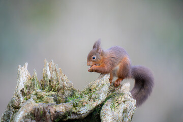 Red squirrel 