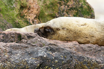 Macho adulto de lobo marino de dos pelos. Vista de cerca de la cabeza. Provincia de Santa Cruz, Argentina. Mar Atlantico.