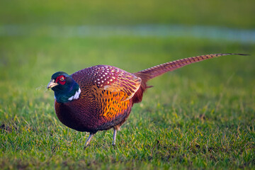 a beautiful colorful pheasant cock in the meadow