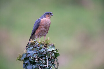 male sparrow hawk
