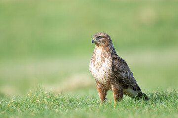buzzard 