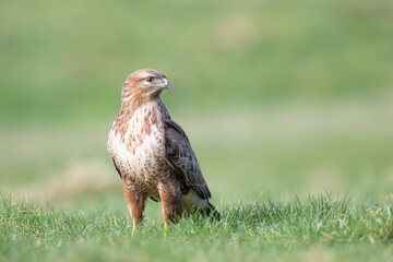 buzzard