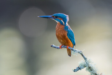 male kingfisher